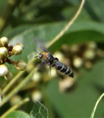 Campsomeriella
