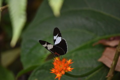 Heliconius cydno