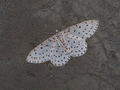 Xenoplia trivialis