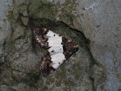 Termioptycha