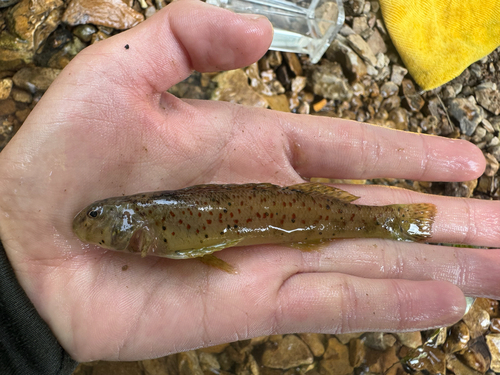 Greenside Darter