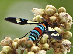 Euchromia folletii