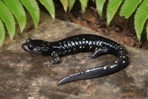 Speckled Black Salamander