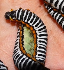 Pseudaphelia apollinaris