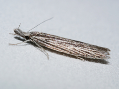 Phryganeutis cinerea