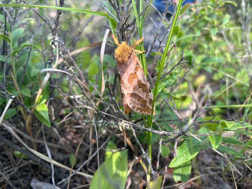 Four-spotted Ghost Moth