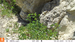 Coluber constrictor mormon