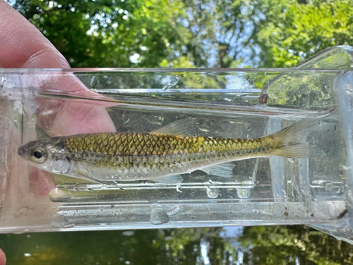 Ozark Minnow
