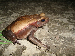 Rhaebo guttatus
