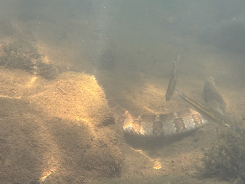 Common Watersnake