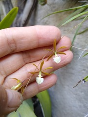 Encyclia nematocaulon