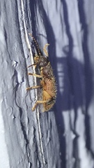 Cymatodera balteata