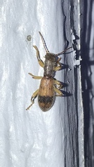 Cymatodera balteata