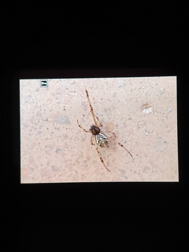 Brown Widow