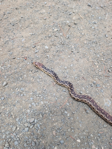 iNaturalist observation photo of Gopher Snake