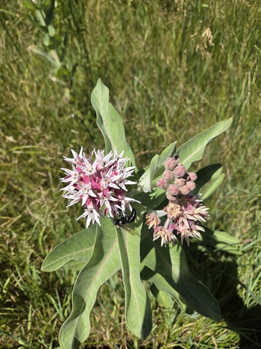 iNaturalist observation photo of Western Carpenter Bee