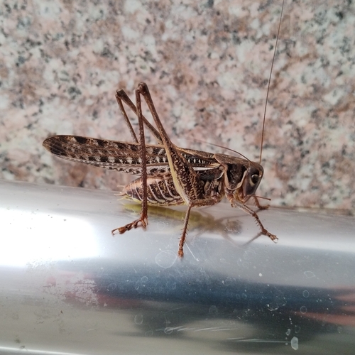 White-faced Bush-cricket