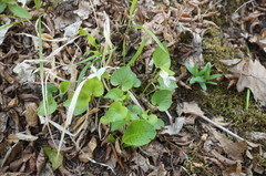 Viola sieheana