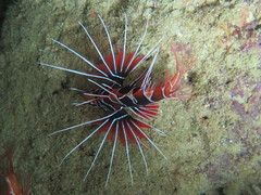 Pterois radiata