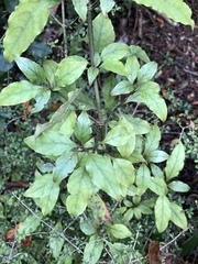 Coprosma tenuifolia