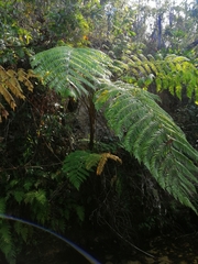 Cyathea costaricensis
