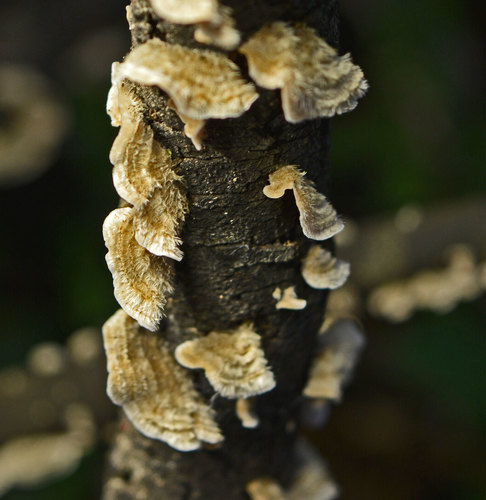 Stereum ochraceoflavum