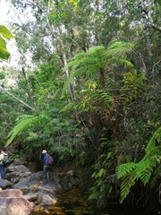 Cyathea costaricensis