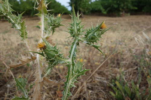 Scolymus maculatus, photograph 5