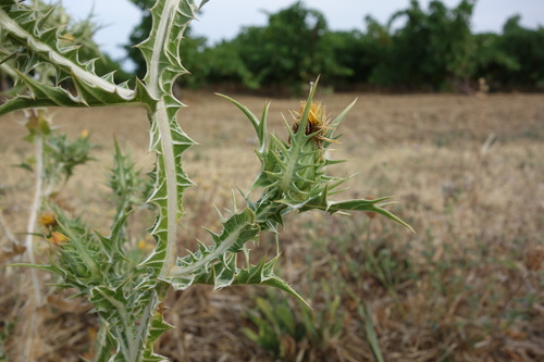 Scolymus maculatus, photograph 4