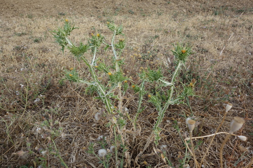 Scolymus maculatus, photograph 6