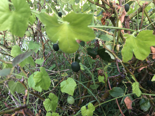 creeping cucumber