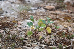 Melilotus neapolitanus