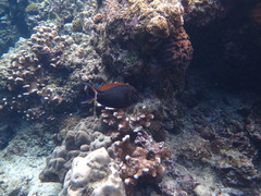 Acanthurus bariene
