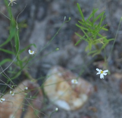 Chaetopappa asteroides