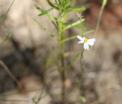 Chaetopappa asteroides