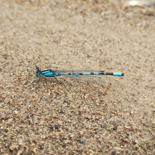 Common Blue Damselfly