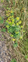 (c) Ondřej Křivan, some rights reserved (CC BY) Euphorbia esula, photograph (c) Ondřej Křivan, some rights reserved (CC BY)