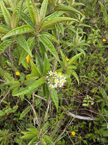 Miconia bicolor observed 2026-07-15