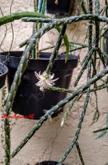 Rhipsalis pilocarpa