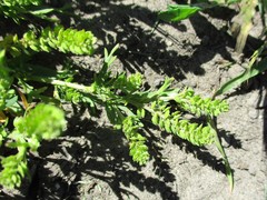 Lepidium strictum