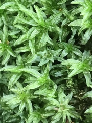 Atrichum selwynii