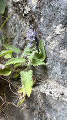 Campanula elatinoides, photograph (c) Codrin Bucur, some rights reserved (CC BY)