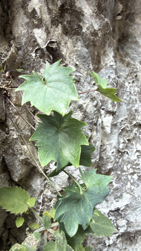 Physoplexis comosa, photograph 4
