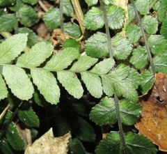 Blechnum membranaceum