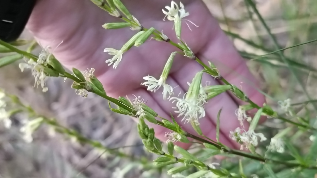 Silene tatarica; photograph (c) Oksana Sintia, some rights reserved (CC BY)
