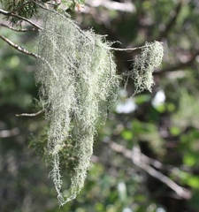 Usnea trichodea