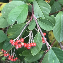 Cotoneaster glaucophyllus serotinus
