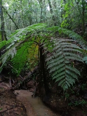Cyathea costaricensis