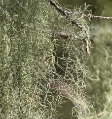 Usnea trichodea