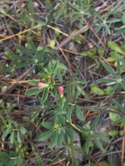 Acmispon parviflorus